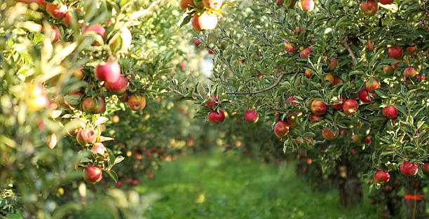manzanas maduras en orchard listas para la cosecha - cosechar fotos fotografías e imágenes de stock
