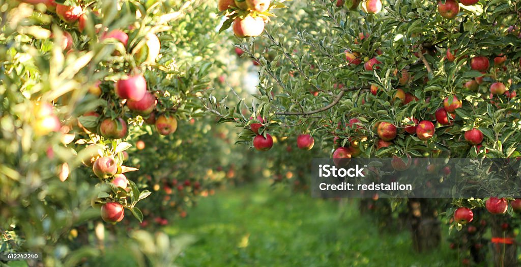 Ripe Apples in Orchard ready for harvesting picture of a Ripe Apples in Orchard ready for harvesting,Morning shot Apple - Fruit Stock Photo