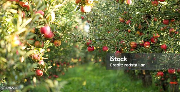 Ripe Apples In Orchard Ready For Harvesting Stock Photo - Download Image Now - Apple - Fruit, Apple Orchard, Orchard