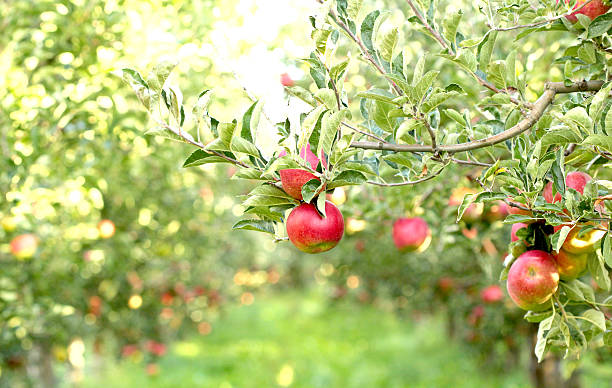 maçãs maduras em pomar prontas para colheita - abundance apple red yellow - fotografias e filmes do acervo