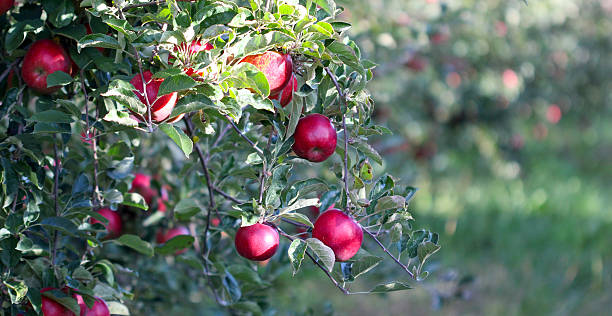 istock Ripe Apples in Orchard ready for harvesting 612242264