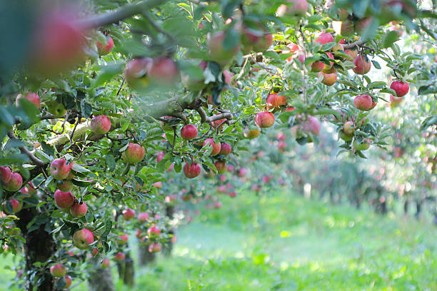 istock Ripe Apples in Orchard ready for harvesting 612242304