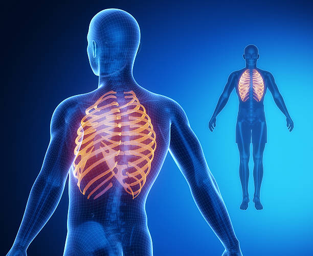 ribs骨解剖学x線スキャン - pain rib cage x ray image chest ストックフォトと画像