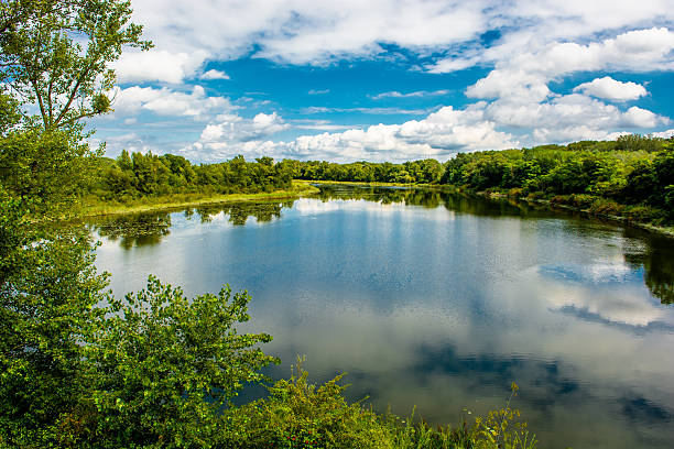 parco nazionale zone umide del danubio in austria - riparian forest foto e immagini stock