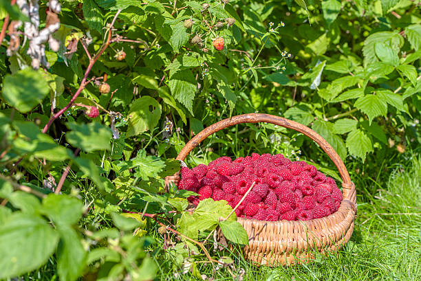 istock Basket of raspberries in the garden under raspberry bushes 612246152