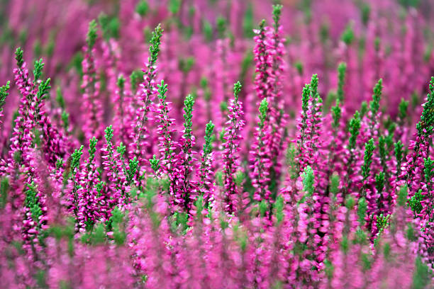 istock Blooming of  heather flowers 612247462