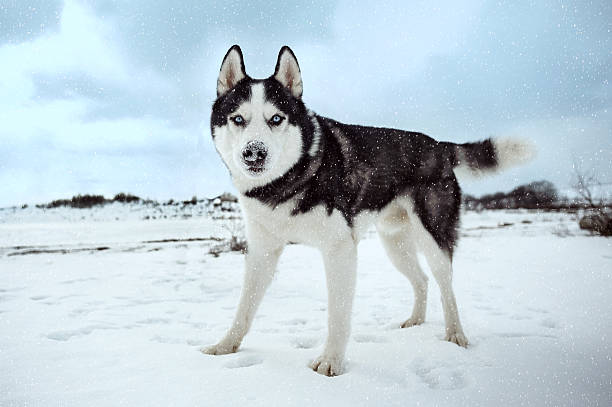 istock Siberian husky dog 612248446