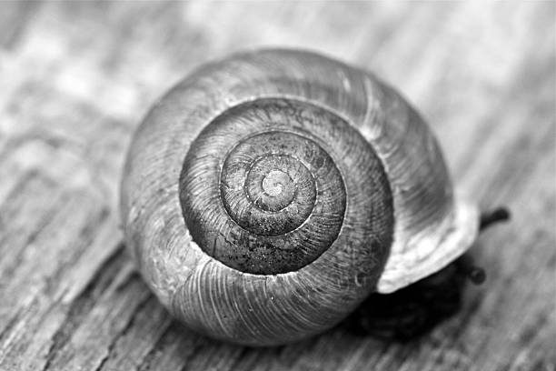 istock B&W Snail - detail 612250206
