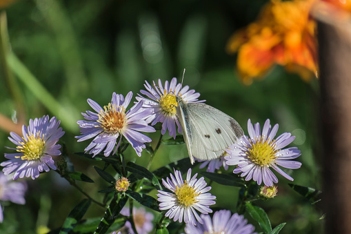Butterfly collects nectar from chrysanthemum