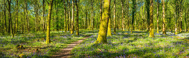 istock Sunlit forest glade earth trail through idyllic wild woodland panorama 612252588