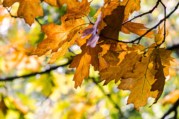 istock golden foliage of autumn maple tree branch in forest 612253236