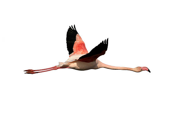 istock Greater flamingo, Phoenicopterus ruber 612253358