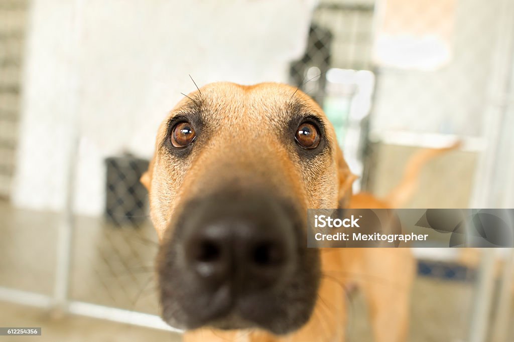 Funny Dog Funny dog is a closeup of a a dog face looking right at you with those big hilarious eyes. Animal Stock Photo