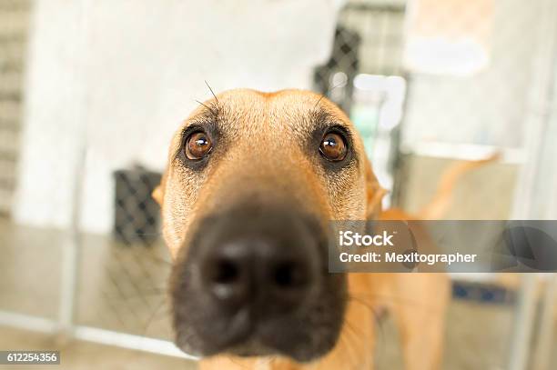 Funny Dog Stock Photo - Download Image Now - Animal, Animal Body Part, Animal Eye