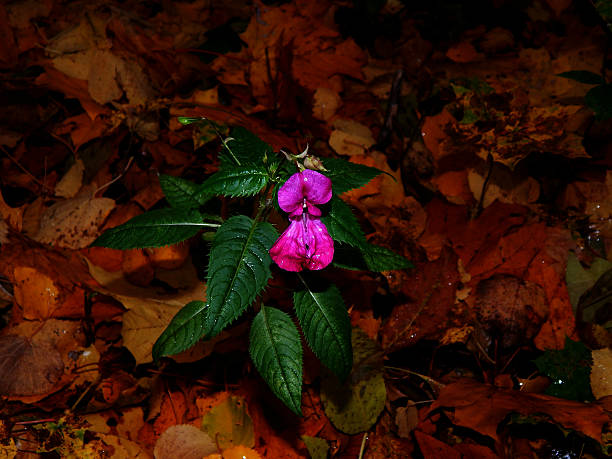 istock Autumn garden flowers close up 612254862