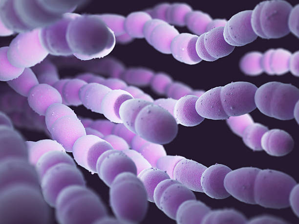 бактерии стрептококка пневмонии - стрептококк стоковые фото и изображения