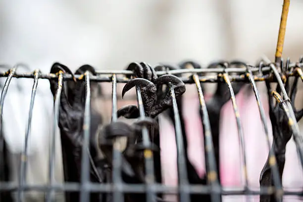 Fruit bats (flying foxes) are sold at the side of the road in Indonesia. They are kept next to busy, noisy traffic in tiny cages with no shade. This is a close up of their feet hanging on to the top of the cage.