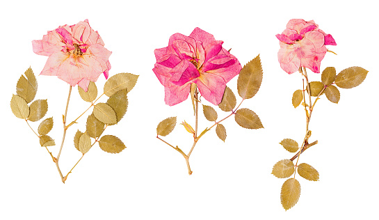 Three wild rose with leaves