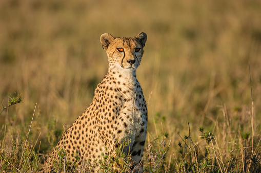 Cheetah (Acinonyx jubatus) sitting in the early morning light on the savanna of the Masai Mara, Kenya, Africa looking to his leftt.  