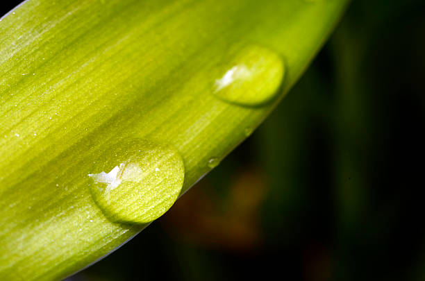 istock Green leaf and water droplet 612257160