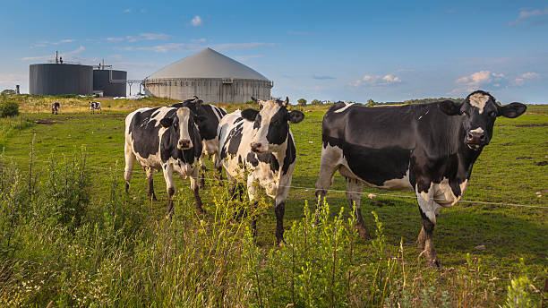 biogasanlage mit kühen auf einem bauernhof - anaerobic stock-fotos und bilder