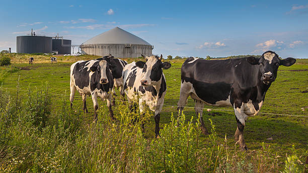 Biogas plant with cows on a farm Bio Gas Installation on a farm processing Cow Dung as a side business activity animal dung stock pictures, royalty-free photos & images