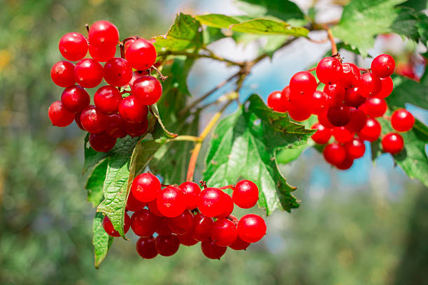 istock Three red berries clusters of viburnum bush 612257368