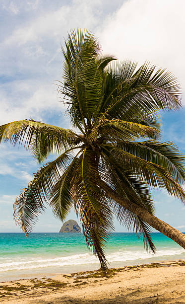 istock The palm tree on Caribbean beach, Martinique island. 612257384