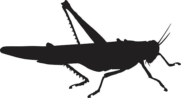 ilustrações, clipart, desenhos animados e ícones de grasshopper  - cricket locust grasshopper insect