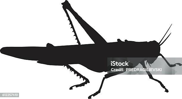 Grasshopper Stock Illustration - Download Image Now - Cricket - Insect, In Silhouette, Insect