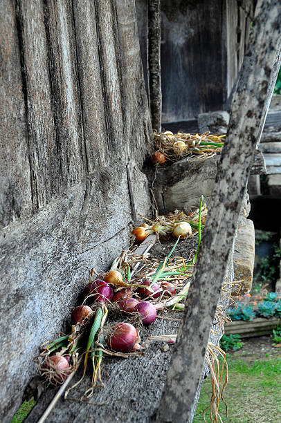 Rural lifestyle : onions drying in the sun on old wood in Asturie, Spain