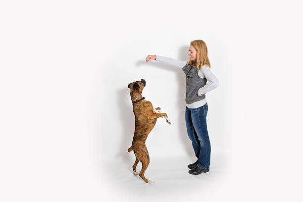 Boxer jumps or stands for treat from owner - white backdrop