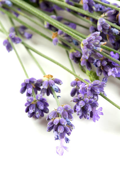 istock bunch of lavender isolated on white 612260274