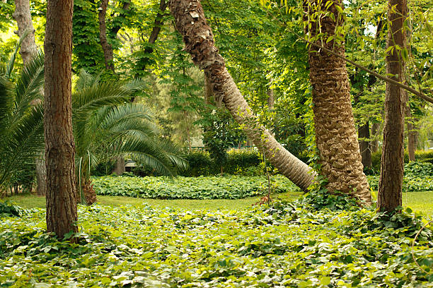 istock Green garden in the summer day 612260840