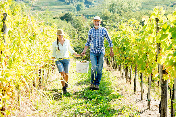 Harvesting in the Vineyards