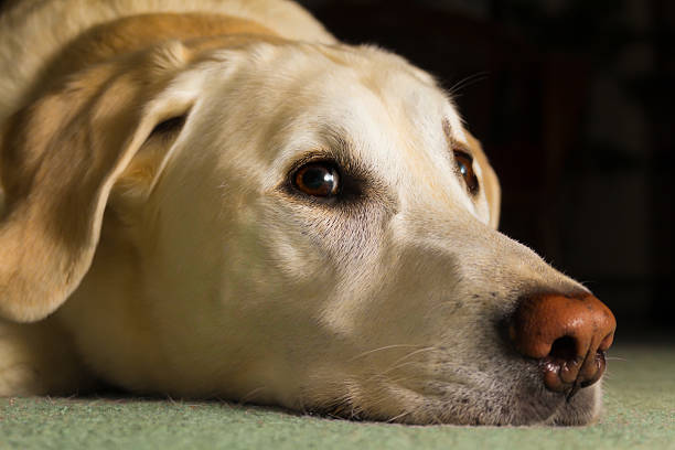 istock Hi, But Please Let Me Sleep 612262064