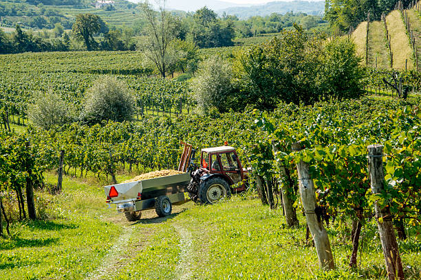 istock Transporting Harvested Grapes from the Vineyard 612262216