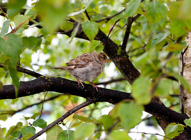Young house sparrow Passer domesticus perched on a tree branch stock photo