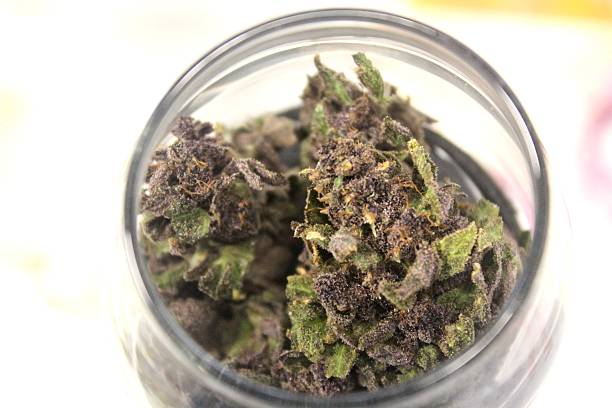 istock purple marijuana in a jar 612262472