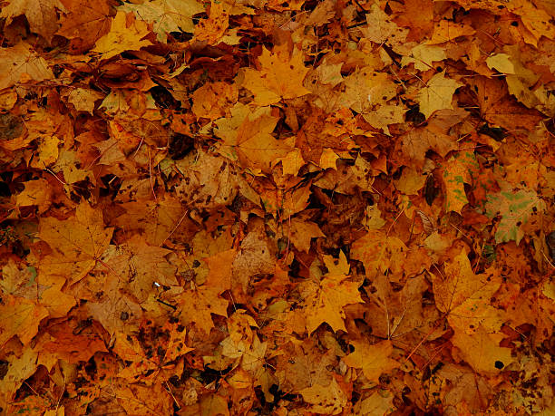 istock Autumn maple leaves on the ground 612263112