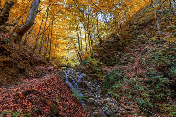 istock Creek in the forest in Autumn 612263936