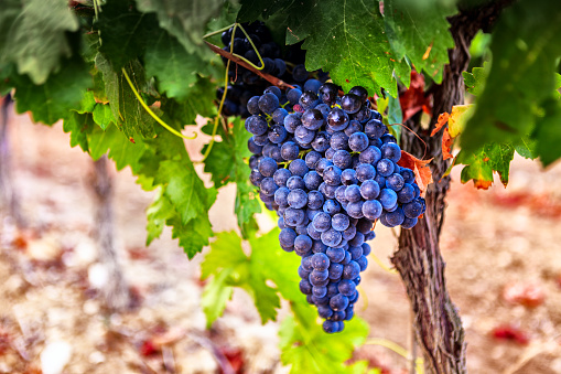 Grapes in a vineyard, La Rioja. Spain