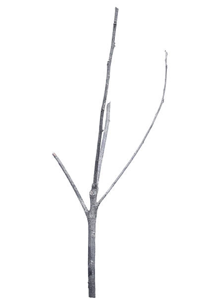 istock dry dead branch isolated on white background 612264262