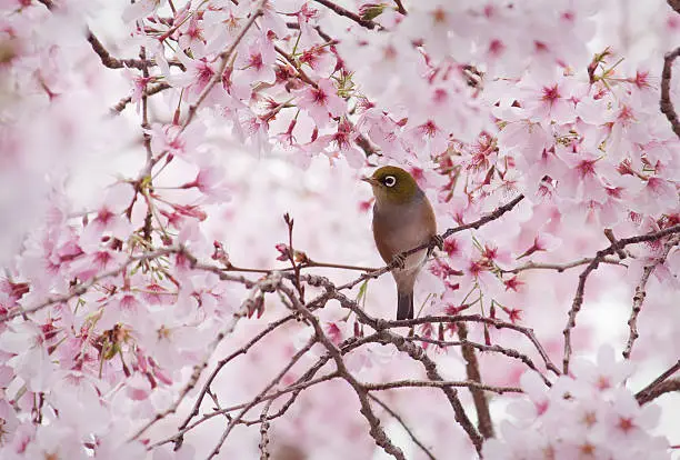 Wax Eye bird in cherry blossoms