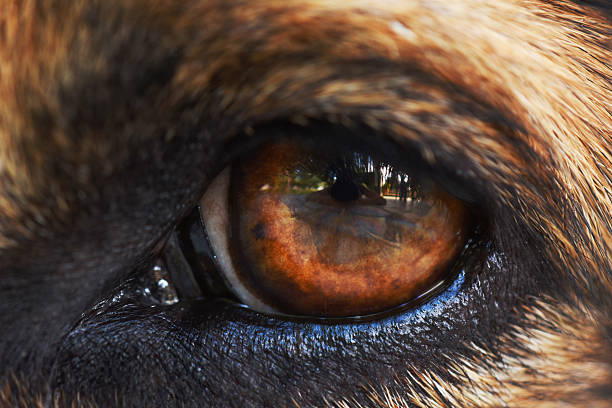 istock portrait of a black dog 612265796