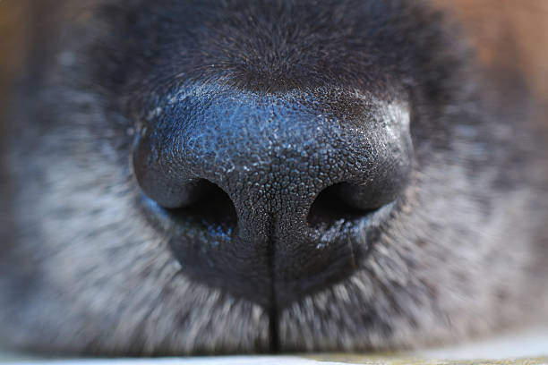 istock snout of a black dog 612265806