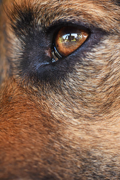 istock portrait of a black dog 612265824