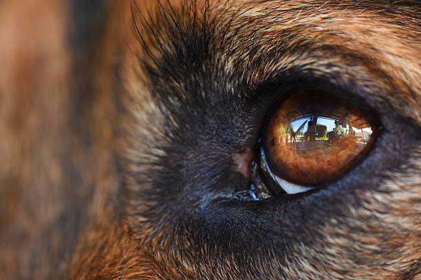 istock portrait of a black dog 612265840