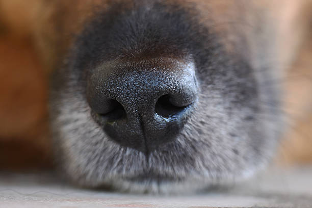 istock snout of a black dog 612265880