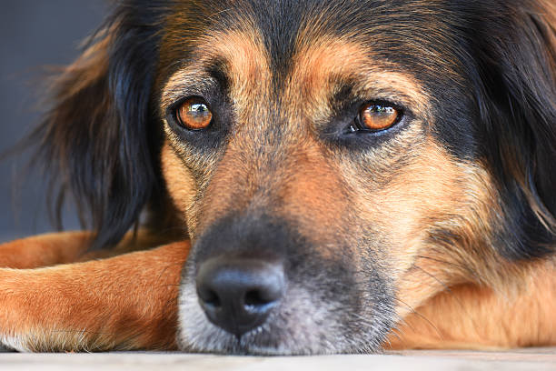 istock portrait of a black dog 612265902